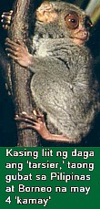 Tarsier