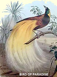 Bird of Paradise