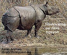 rhinoceros