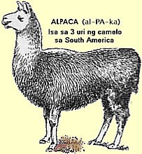 Alpaca