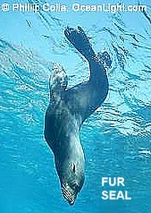 Fur seal