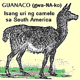 Guanaco