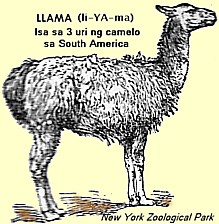 Llama